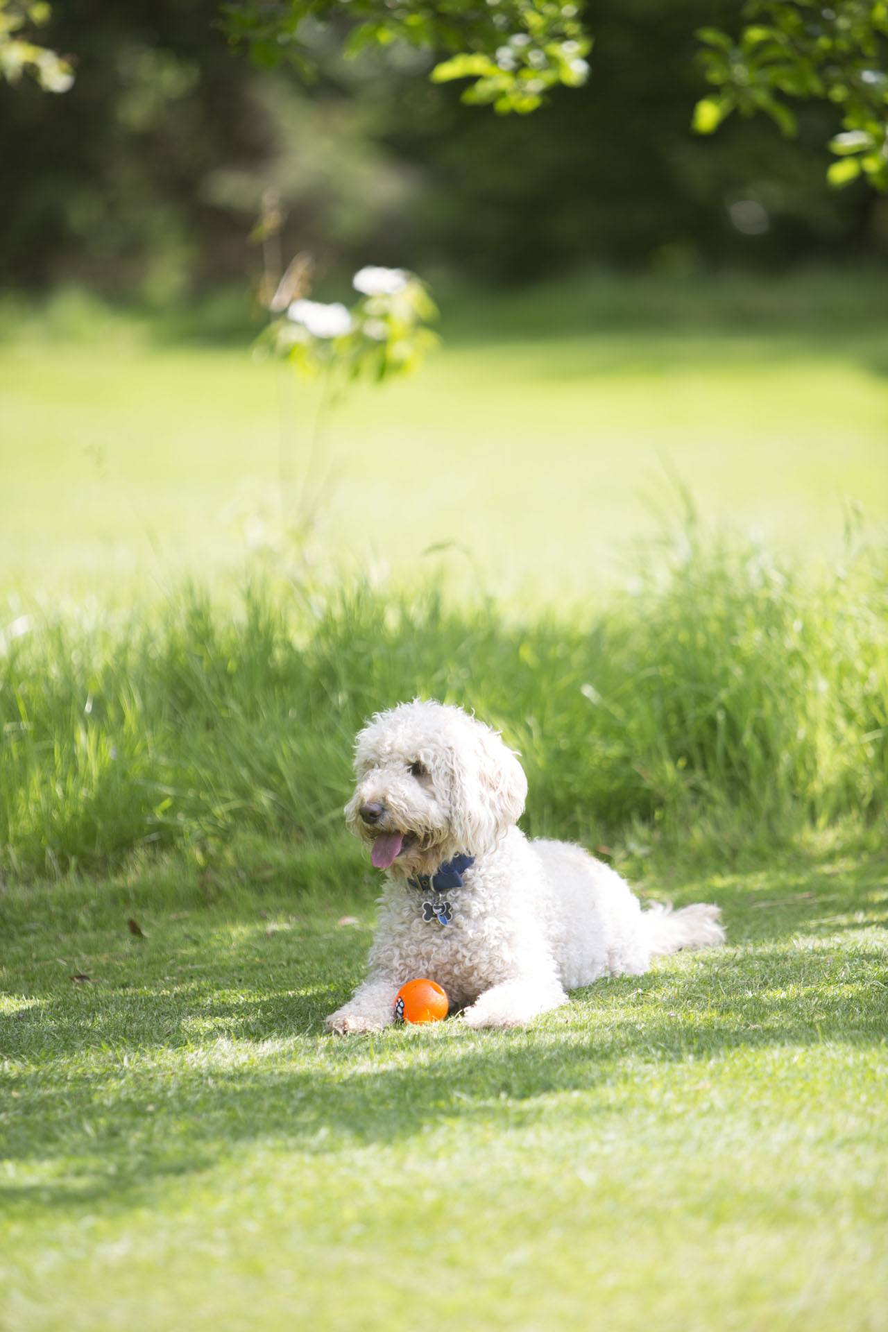 Guest's dog at Middlethorpe Hall