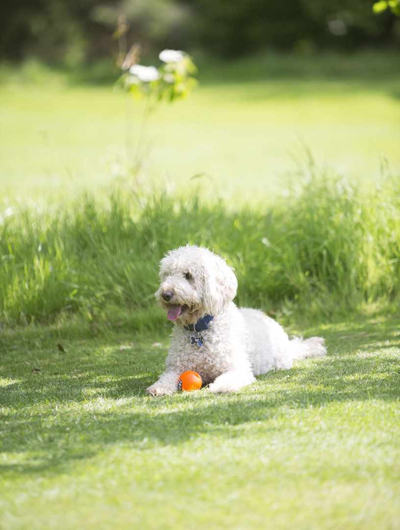 Guest's dog at Middlethorpe Hall Guest's dog at Middlethorpe Hall