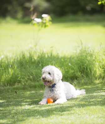 Guest's dog at Middlethorpe Hall Guest's dog at Middlethorpe Hall