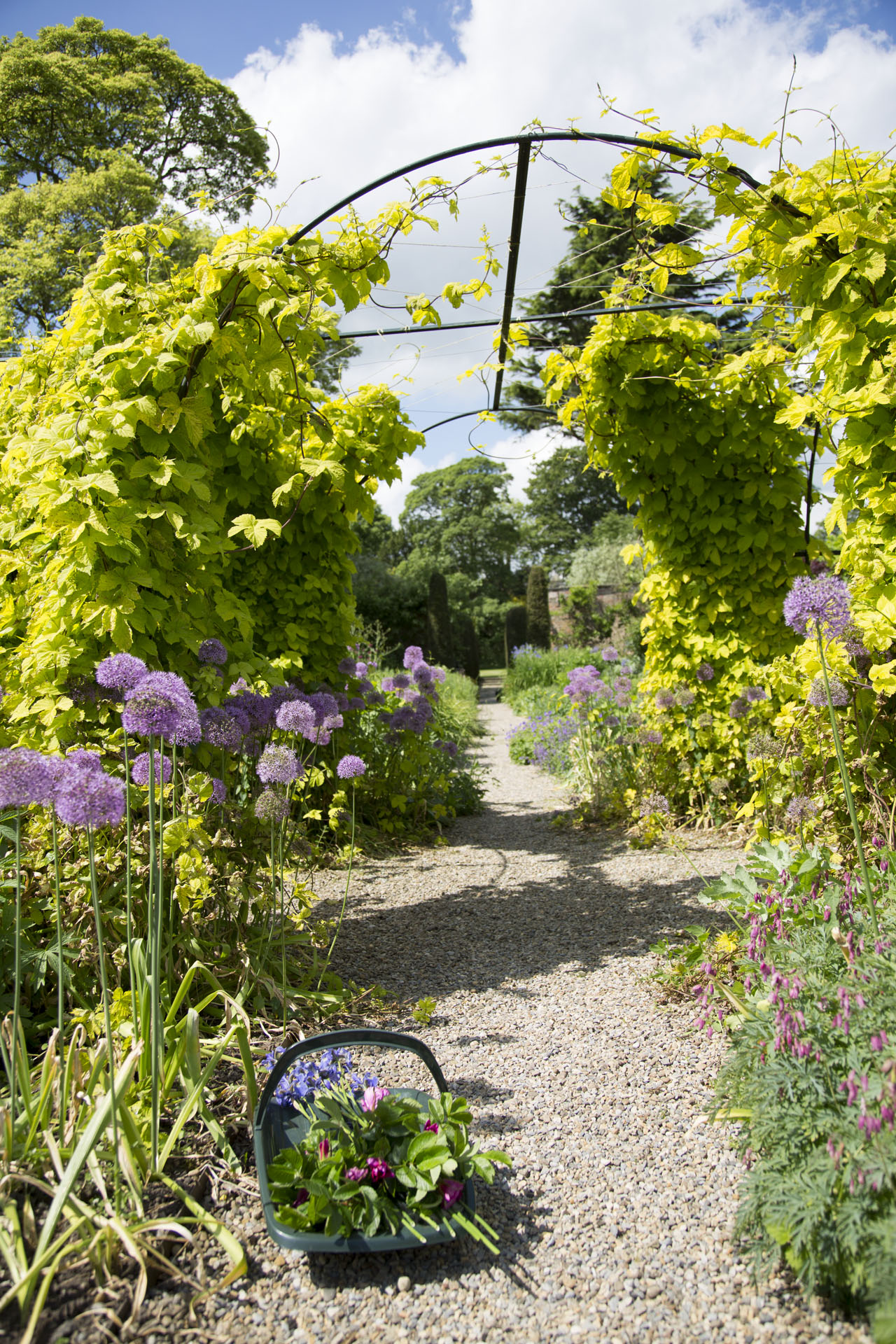Flower basket beneath laburnum arch at Middlethorpe Hall